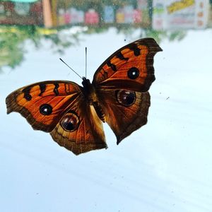 Butterfly on leaf