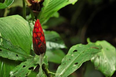 Close-up of insect on plant