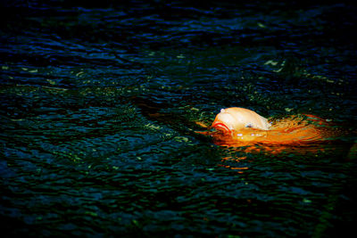 Fish swimming in sea