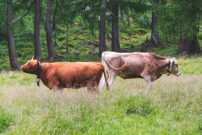 Horse in a field