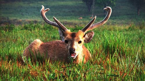 Portrait of deer in a field