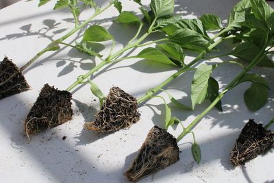 High angle view of plants and leaves on table