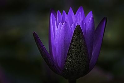 Close-up of purple flower