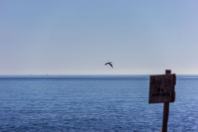 Seagull flying over sea against clear sky