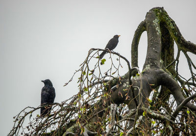 Low angle view of birds perching on tree against sky