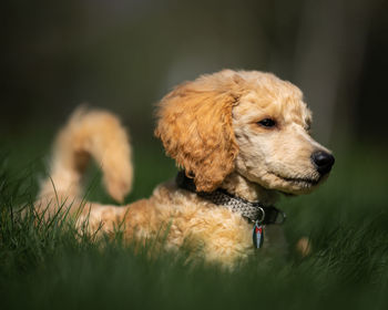 Close-up of a dog looking away