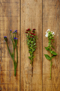 Close-up of potted plant on table