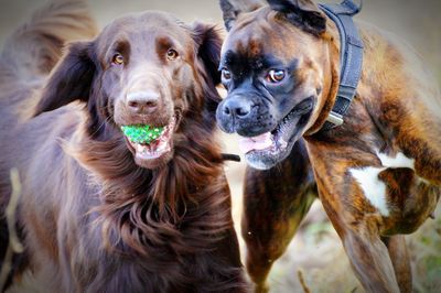 Close-up portrait of dog