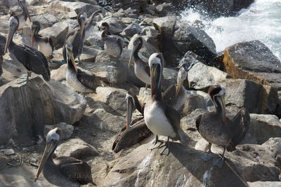 High angle view of birds on rock at beach