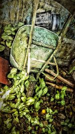 Full frame shot of lizard