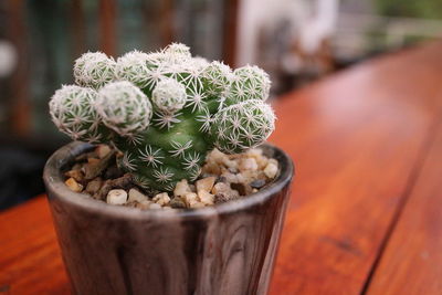 Close-up of succulent plant in pot