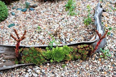 High angle view of plant growing on rock