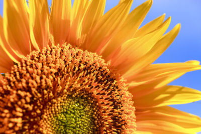 Close-up of sunflower