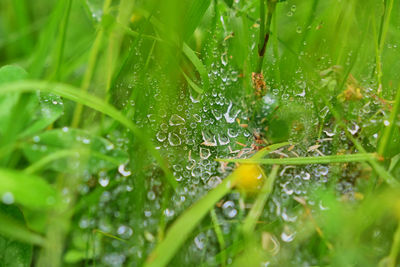 Close-up of wet plant leaves during rainy season