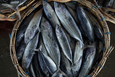 Fresh skipjack tuna at fishing harbour for sale