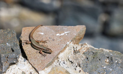 Close-up of lizard on rock
