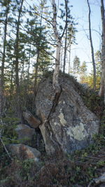 View of trees in forest