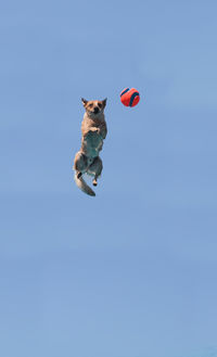 Low angle view of dog reaching for ball in mid-air