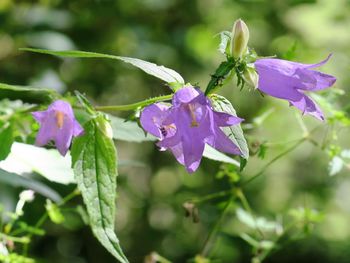 Close-up of purple flowers blooming outdoors