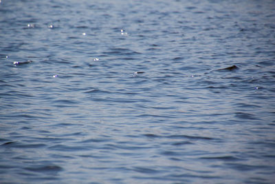 Full frame shot of swimming in sea