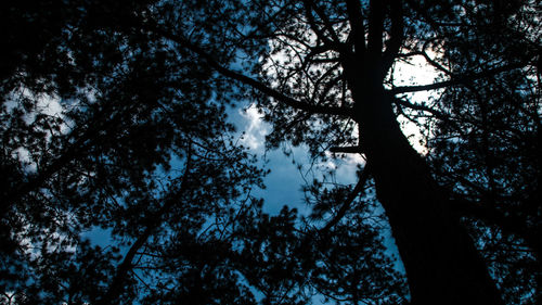 Low angle view of silhouette trees in forest against sky