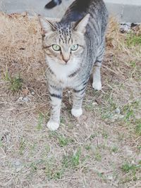 Portrait of tabby cat on field