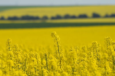 Scenic view of oilseed rape field