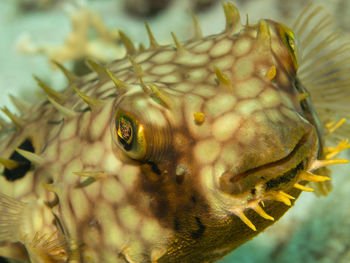 Chilomycterus antillarum, the web burrfish