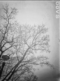 Low angle view of bare tree against clear sky