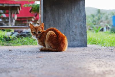 Portrait of a cat sitting on road