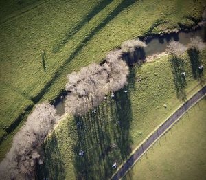 High angle view of vineyard on land