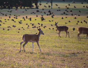 Grass grazing on grassy field