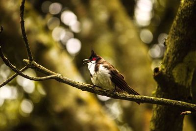 Close-up of bird perching on branch