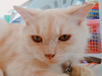 Close-up portrait of a cat