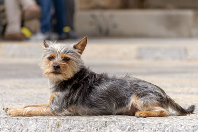 Portrait of dog resting