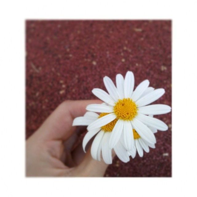 flower, person, transfer print, petal, flower head, holding, fragility, freshness, white color, auto post production filter, daisy, part of, close-up, human finger, pollen, cropped, single flower