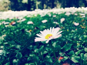 Close-up of white flower blooming outdoors