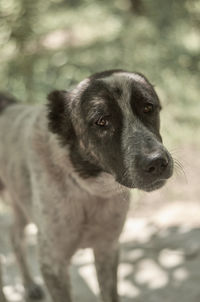 Close-up of dog looking away