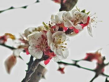 Close-up of cherry blossoms