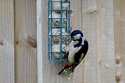 Bird perching on wooden wall