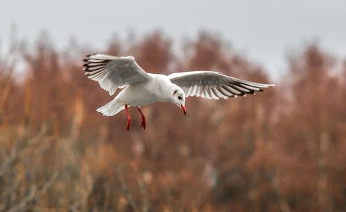 Low angle view of seagull flying over field