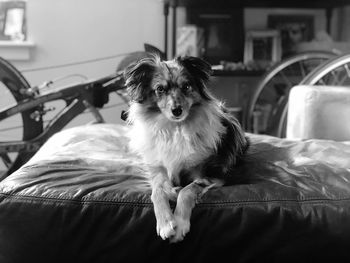 Portrait of dog relaxing on bed at home