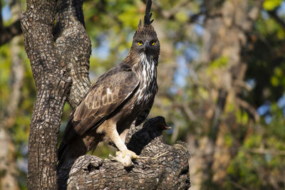 Close-up of eagle perching on tree trunk