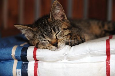 Close-up of cat sleeping on bed at home