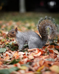 Close-up of squirrel on field