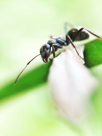 Close-up of insect on plant