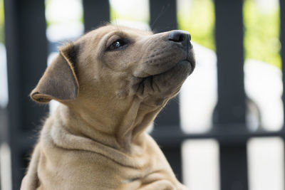 Close-up of a dog looking away