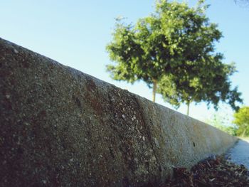 Low angle view of tree against clear sky