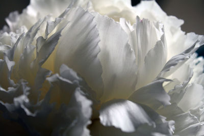 Close-up of white flowers