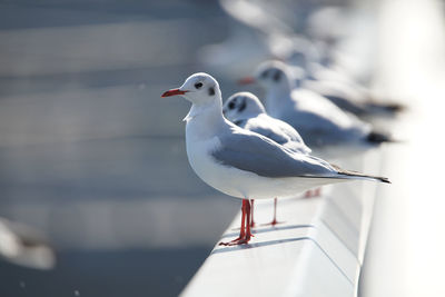 Seagull perching on railing